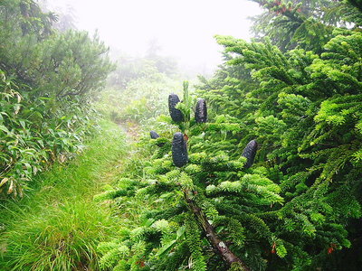 ● 松ぼっくりが咲いていた、鳥が突っつき種をまく