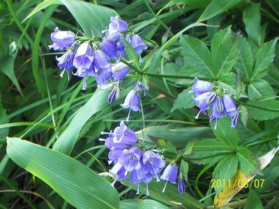 ハクサンシャジン