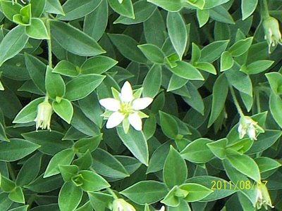 チョウカイフスマ