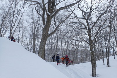 山頂手前のブナ林