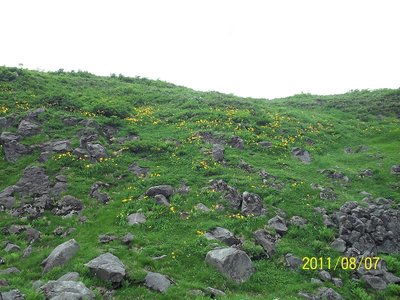 賽の河原あたりのニッコウキスゲ