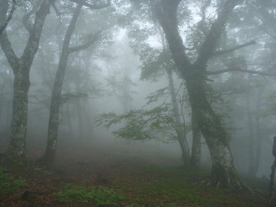 霧にむせぶ