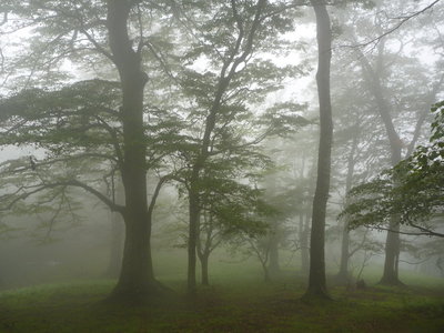 ボンサイ平付近