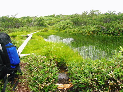 ● 餓鬼の田はワタスゲかな、秋はモウスグそこまできてるよ