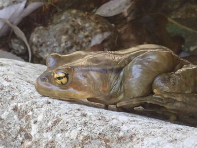 P4050021.jpg (90.29 KiB) 閲覧された回数 7641 回 お昼寝中邪魔してごめん