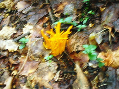 ● キノコのシーズンだな、今年は豊作の予想がするんだ