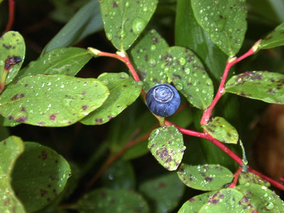ひと粒だけですが・・・すっぱくて気持ちいいよ