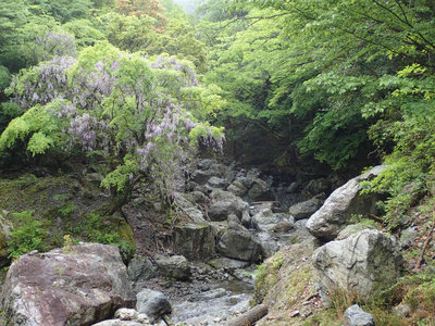 P5030025.jpg (126.11 KiB) 閲覧された回数 5706 回 野江股谷と藤の花