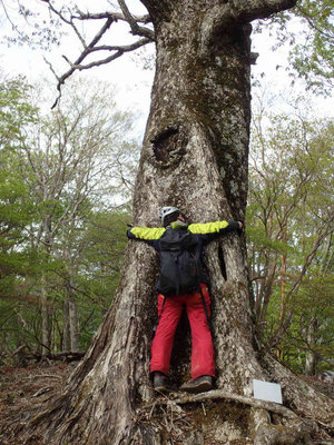 P5030123.jpg (122.08 KiB) 閲覧された回数 5704 回 ナンノキ平のミズナラ