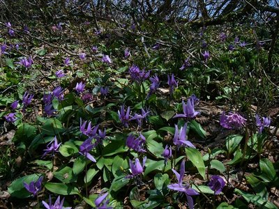 s-121931.jpg (169.44 KiB) 閲覧された回数 4952 回 2006.05.12 歩いてて足の踏み場に困りました