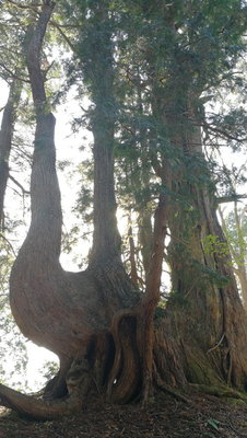 見事な台杉