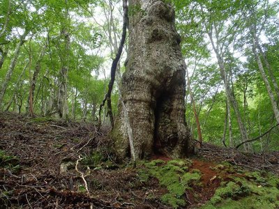 ルノワールおばさん