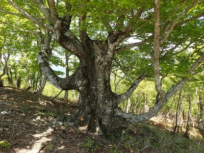 なんだこの木は?.jpg (556.6 KiB) 閲覧された回数 9425 回 なんだこの木は