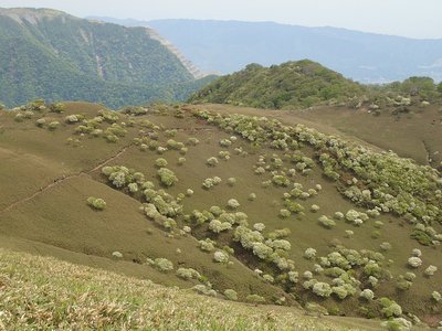 竜ヶ岳の羊.jpg (359.85 KiB) 閲覧された回数 9425 回 ヒツジの放牧