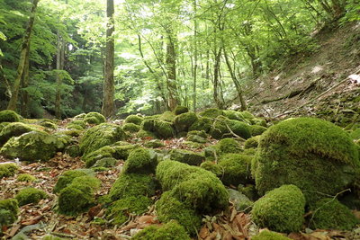 カラダも苔むしてきました・・・