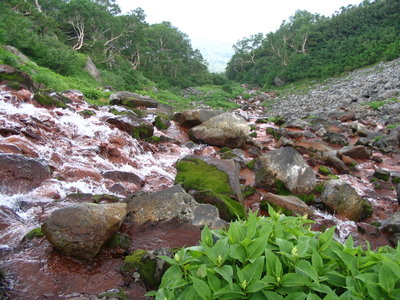● 野麦の森、岳谷源頭