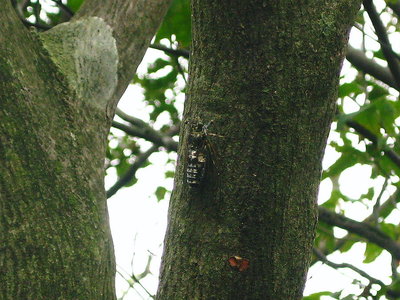 ● ツクツク法師が鳴いているよ、普段は逃げるのにパチリンコ