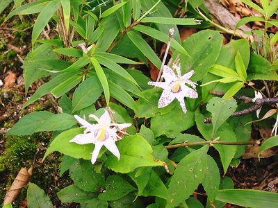 ●　足元にはホトトギス