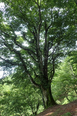 ブナの巨木が多い県境稜線