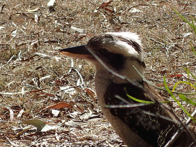 P6230032.jpg (135.86 KiB) 閲覧された回数 5810 回 ワライカワセミ