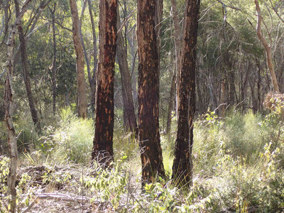 P6230048.jpg (128.49 KiB) 閲覧された回数 6116 回 山火事のあと