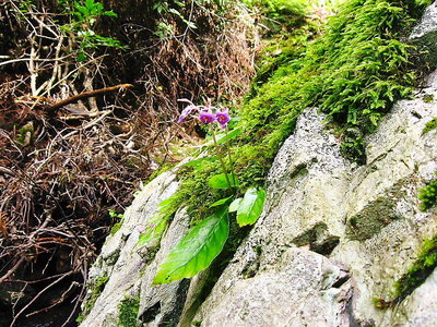 岩タバコ.JPG (253.15 KiB) 閲覧された回数 3960 回 ● イワタバコ、コレは上手に写せたよな