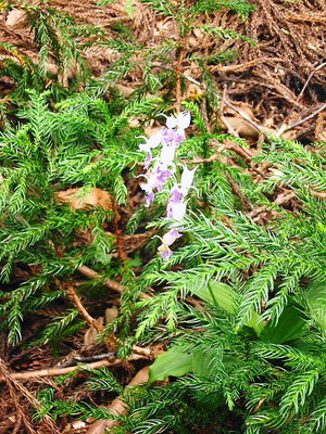 色が巧く出ない.JPG (181.74 KiB) 閲覧された回数 3957 回 ● 数写した花魁、コレが一番好い色合いだ