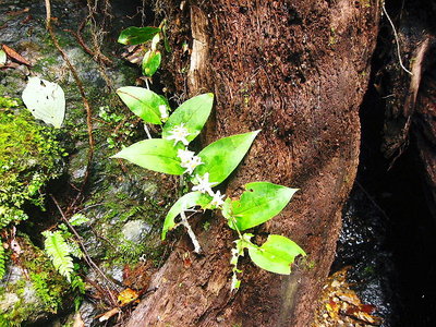 ● ホトトギスの連花、土もないのに咲いている