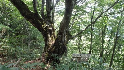 P7161573.jpg (140.49 KiB) 閲覧された回数 6751 回 内山の大ブナ