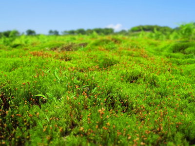 日本庭園のコケ