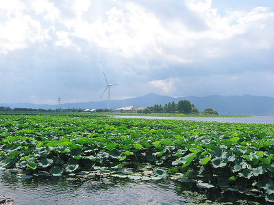 ● この葉っぱはレンコン？ハスかいなあ