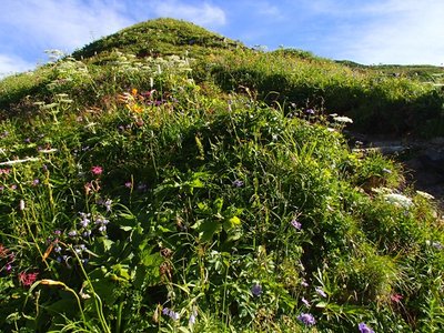 s-P7211047.jpg (183.72 KiB) 閲覧された回数 4643 回 観光新道 馬のたてがみ