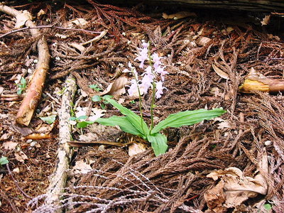 ● この二本立ちが良かったなあ、美人姉妹みたいでネ、小桜小屋のお姉さん想いだしましたよ。