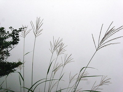 ●　ススキが雲中で揺れてる