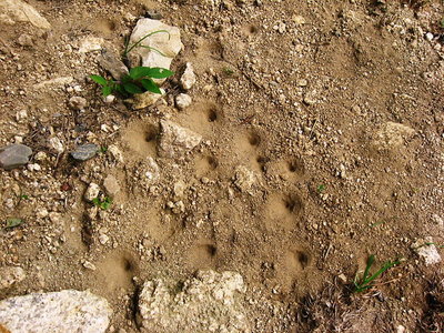 ● アリ地獄の集団、アリンコはこんな所あるかんわナア