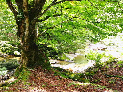 ● 自然の中を悠久に命をつなぐ
