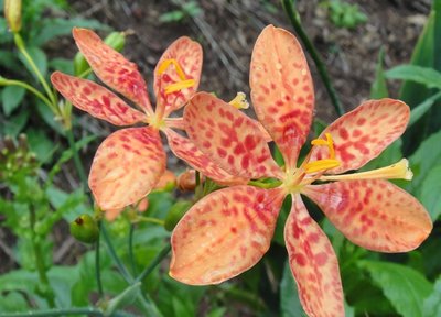 近くの山にも咲くところがありました。