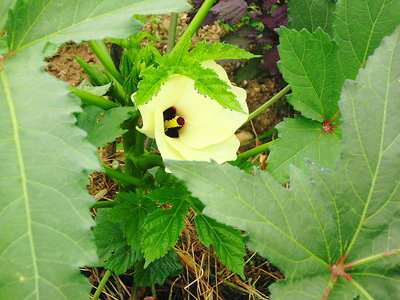 ● この花はオクラ、キレイな花ですね、実もなりますネバネバ野菜は粘りスタミナつきます