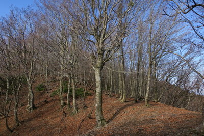 ブナ林が続く縦走路