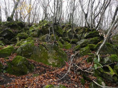 苔むした岩の道.jpg (486.12 KiB) 閲覧された回数 4690 回 苔むした道