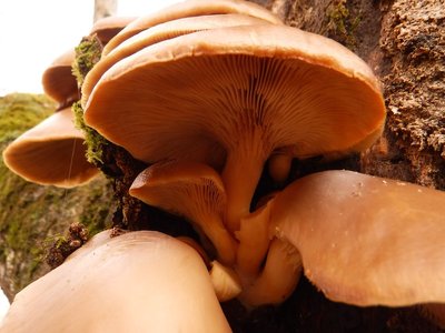 ヒラタケとグーの自己判断