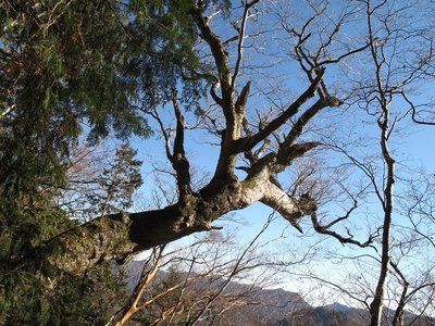 瀬戸越にトラバースする目印の木