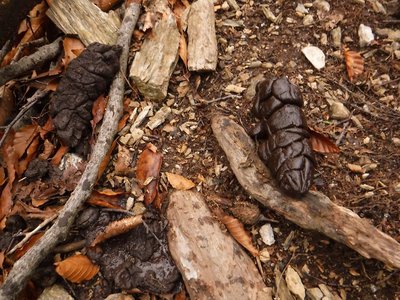 たぬきのためグソはよく見るけれど・・・・