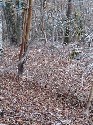 IMG_2476.JPG (372.48 KiB) 閲覧された回数 30405 回 九十九折の尾根