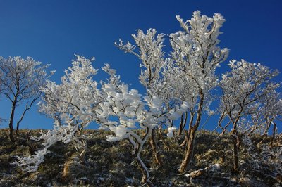 IMGP4768resize.jpg (196.85 KiB) 閲覧された回数 10708 回 12月16日の綿向山
