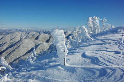 IMGP4973resize.jpg (152.46 KiB) 閲覧された回数 10150 回 大きく育って