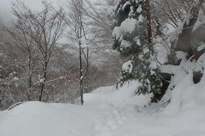これは落忍さんの足跡か