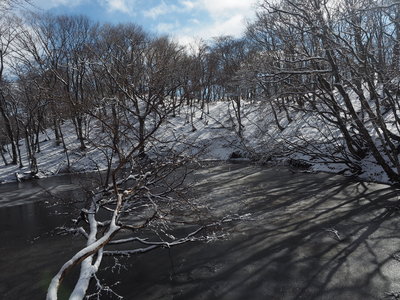 陽の光がさす音羽池