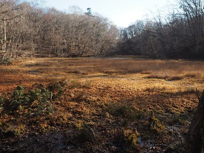 晩秋の長池（西側より）