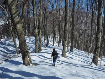 P1138633ss.jpg (190.75 KiB) 閲覧された回数 5354 回 山毛欅の林をゆくわしたかさん